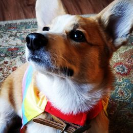 Ein - Pembroke Welsh Corgi