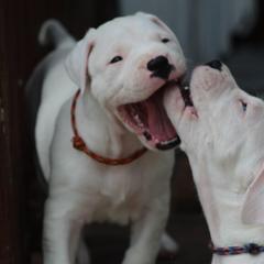 Dogo Argentino and Greyhound Puppies from Wayward Dogos and Hounds