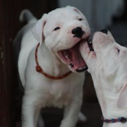 Dogo Argentino and Greyhound Puppies from Wayward Dogos and Hounds