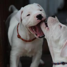 Dogo Argentino and Greyhound Puppies from Wayward Dogos and Hounds