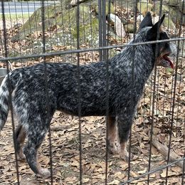 Girl 3 - Blue speckled female Australian Cattle Dog puppy in Waterloo, South Carolina from Star Ranch Australian Cattle Dogs