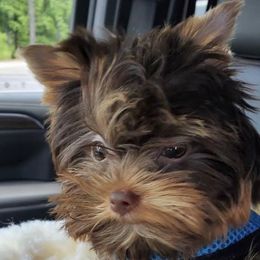 Chewy - Yorkshire Terrier