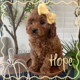 Yellow Collar - Red female Cavapoo puppy in West Jordan, Utah from Ruby's Cavapoos