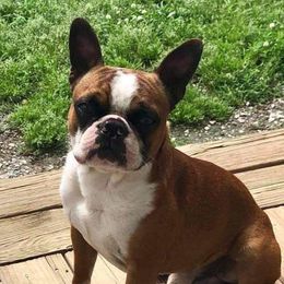 Norman - Boston Terrier