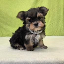 Hazel SMALL - Black & tan tri-color female Morkie puppy in Monticello, Iowa from Ashley’s Puppies