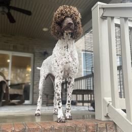 Ginger - Poodle