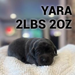 Yara - Charcoal female Dilute Retriever puppy in Puyallup, Washington from 12 Door Farm Labradors