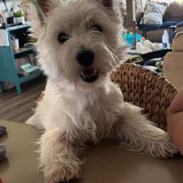 West Highland White Terrier puppies from Amazing Grace Westies