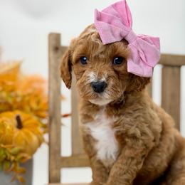 Dolly - Red  female Goldendoodle puppy in Queen Creek, Arizona from Goldendoodle AZ