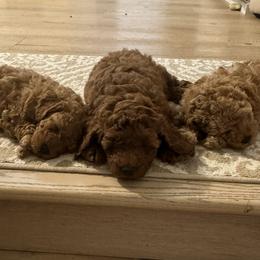 Poodle puppies from Little Gall Reds
