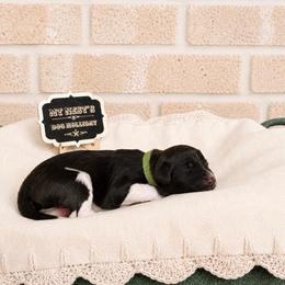 MT Nest's Doc Holiday - Parti male Goldendoodle puppy in Clyde, Texas from MTNest Doodles