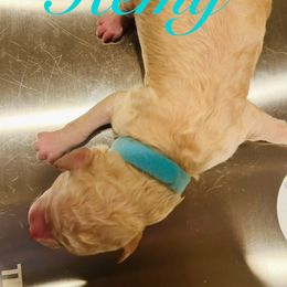 Remy - Apricot male Poodle puppy in Mobile, Alabama from Semmy’s Standard Poodle LLC