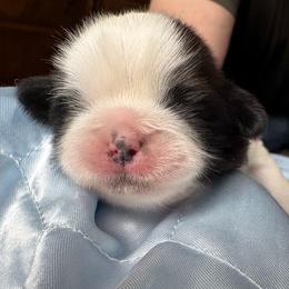Boy 1 Duchess - Red and white male Shih Tzu puppy in Madras, Oregon from Maridee’s ShihTzu
