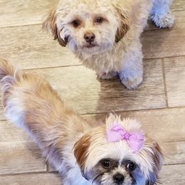 Shih Tzus from Michelle Kunzler's Shih Tzu