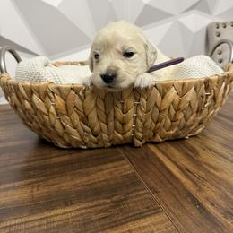 Purple collar - Light golden female Golden Retriever puppy in Radcliff, Kentucky from It’s A Golden Life