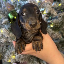 Kaden - Black and tan male Dachshund puppy in Mountain Grove, Missouri from Happy Hounds and More🐾