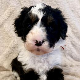 Red collar girl - Tri-color female Bernedoodle puppy in Lake, Michigan from 3 King Doodles & Poodles