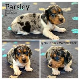 Parsley - Dapple male Dachshund puppy in Florida from Niki Humphries' Dachshunds