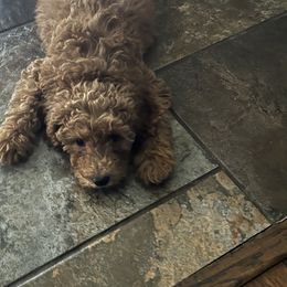 Bernedoodle, Goldendoodle, and Shih Tzu Puppies from TrueLine kennels