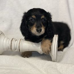 Dorothy - Black and tan female Dachshund puppy in Hudson, North Carolina from Foothills Precious Paws