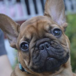 Zeno - Fawn French Bulldog puppy in Germantown, Ohio from LaBelle Bulldogs