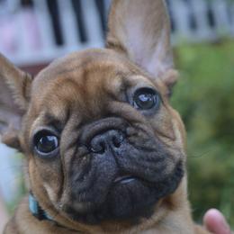 Zeno - Fawn French Bulldog puppy in Germantown, Ohio from LaBelle Bulldogs