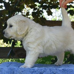 Golden Retriever Puppies from MYSnowAngels