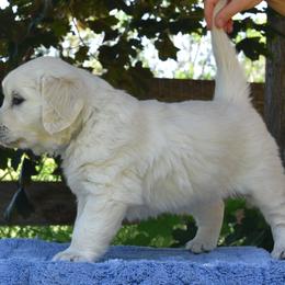 Golden Retriever Puppies from MYSnowAngels