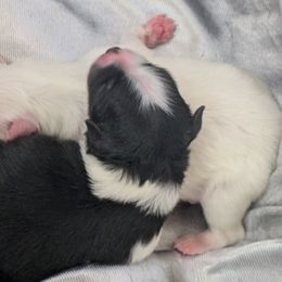Pomeranian Puppies from Textilepoms
