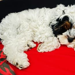 Cockapoo Puppies from Lulu's Cockapoos