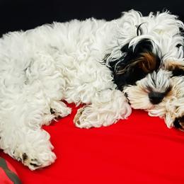 Cockapoo Puppies from Lulu's Cockapoos