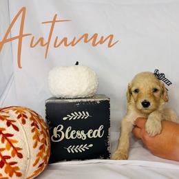 Autumn - Cream female Goldendoodle puppy in Cedartown, Georgia from Loyal Doodles