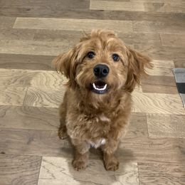 Bella - Goldendoodle
