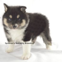 Pomeranian and Pomsky Puppies from Spillman's Specialty Breeding