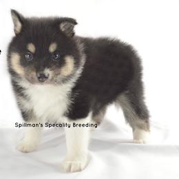 Pomeranian and Pomsky Puppies from Spillman's Specialty Breeding