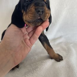 Black and Tan Coonhound Puppies from Tinkers hounds