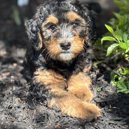 Oakley - male Golden Mountain Doodle puppy in Madison, Ohio from Z Doodles