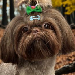 Meilys - Shih Tzu