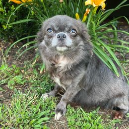 Toccoa - Chihuahua