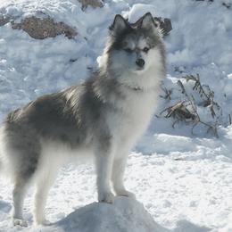Iris - Pomsky