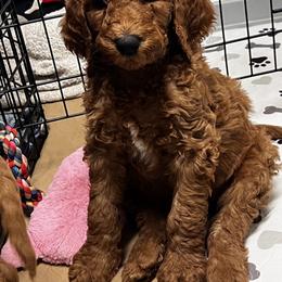 Goldendoodle Puppies from High Desert Doodles