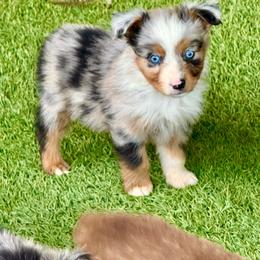 Candy Merle male 2 - Blue merle male Miniature Australian Shepherd puppy in Lemon Cove, California from Magic Ranch Mini Aussies