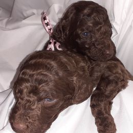 Poodle Puppies from White Park Poodles