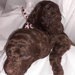 Poodle Puppies from White Park Poodles