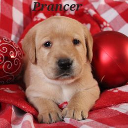 Prancer - Yellow Labrador Retriever puppy in New Jersey from SommerLabs