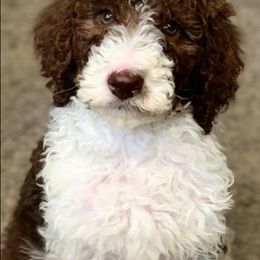 Poodle Puppies from Loving Labs TN