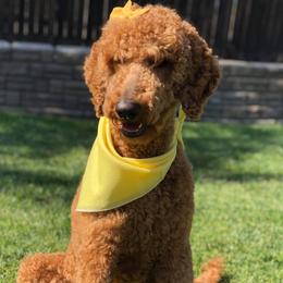 Ann - Goldendoodle