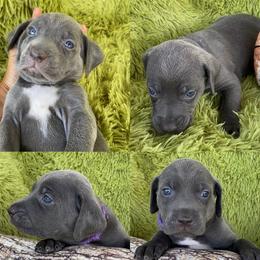 Catahoula Leopard Dog Puppies from Middle Acres Catahoulas