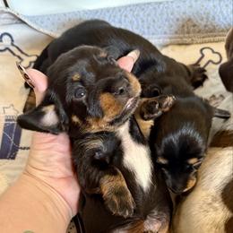 Thistle - Black and tan female Dachshund puppy in Alexander, North Dakota from Wild Rose Ridge Doxies