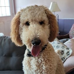 Foghorn - Poodle puppy in Lebanon, Ohio from Lucky's Legacy